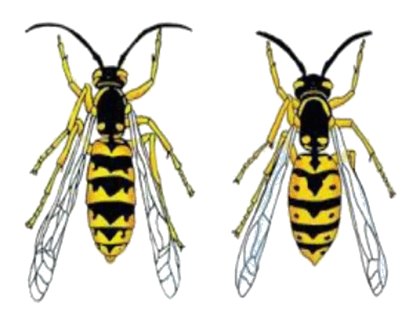 Wasp Species