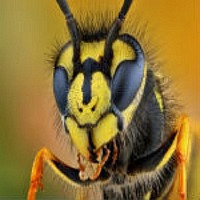 Wasp Face